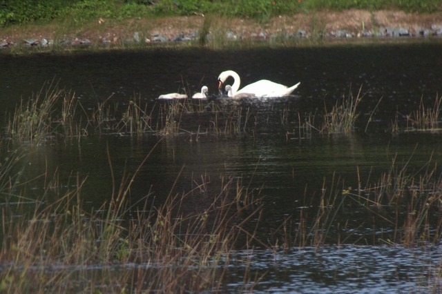 Höckerschwan mit Jungtieren zu anderer Zeit | Verkauf von Fotos und  Videoclips zumThema Natur.Motive sind Pflanzen, Tiere, Landschaftenund Wetter