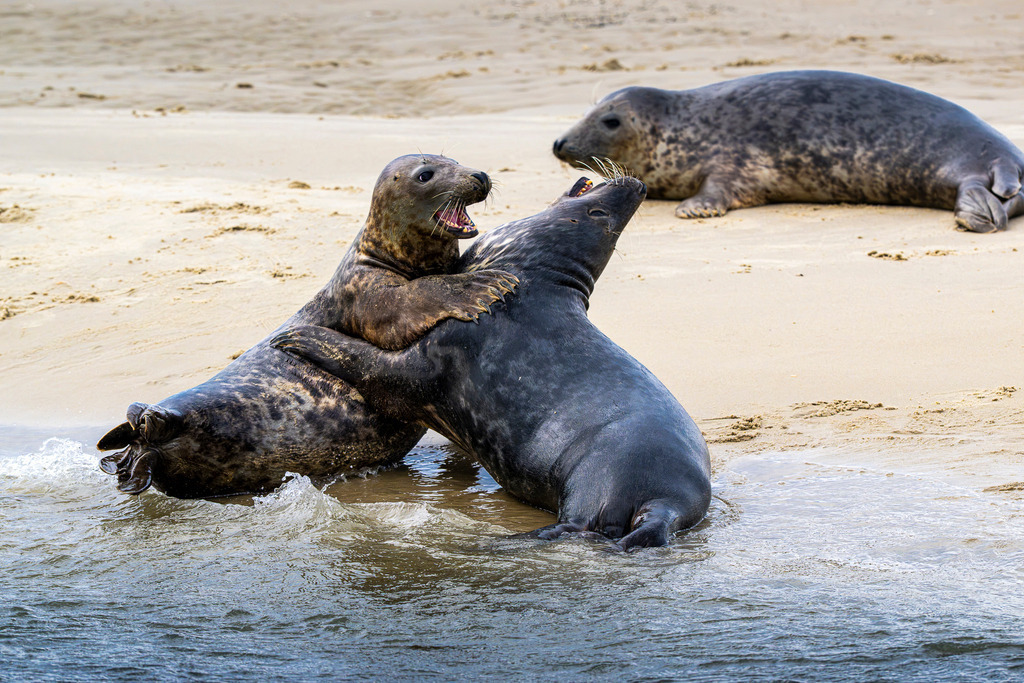 Kämpfende Kegelrobben am Strand von Texel: Dynamischer Rangkampf am Spülsaum im Wattenmeer | Zwei junge Kegelrobben tragen am feinsandigen Spülsaum einer Sandbank vor Texel einen dynamischen Rangkampf aus. Mit geöffnetem Maul und ineinander verhakten Flossen demonstrieren die Meeressäuger im Flachwasser ihr natürliches Sozial- und Spielverhalten, während eine weitere Robbe im Hintergrund ruht. Das spektakuläre Aktionsmotiv eignet sich hervorragend für redaktionelle Berichte über Wildtierverhalten, den Nationalpark Wattenmeer, Artenschutz, heimische Fauna sowie Naturfotografie in den Niederlanden. - Realisiert mit Pictrs.com