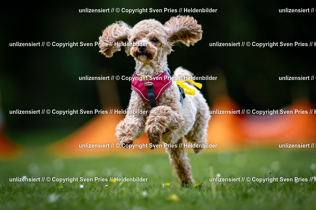 Sven Pries | 2026-05-14 - Hunderennen KA Durlach Vatertag 2026 - Realisiert mit Pictrs.com