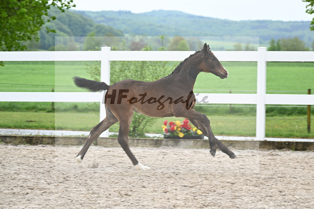Kat-Nr. 45 SF Chaccothage Blue PS x Concetto_Lang-Wengert_23261577 | hf-fotografie - Realisiert mit Pictrs.com