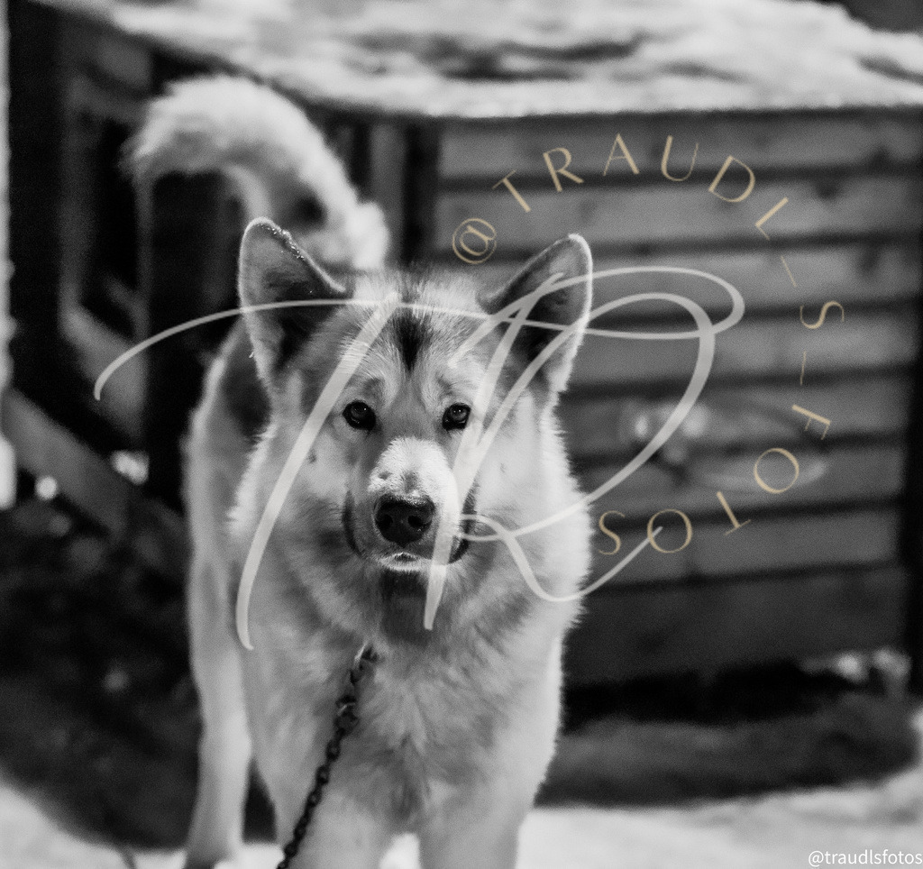 39B0333A-B0FE-4AC7-9C40-6F45B993B423 | traudl_s_fotos
