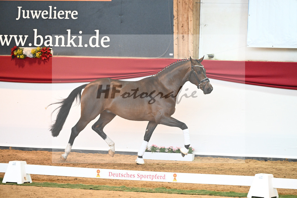 Kat-Nr. 57 Valverde x Diamond Hit_Blessing_43231043 | hf-fotografie - Realisiert mit Pictrs.com