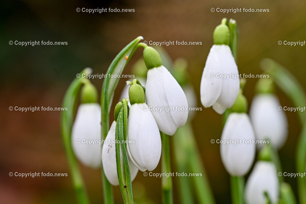 Fruehling_ Blumen_ Fruelingsboten_ 14.02.2024-9 | 14.02.2024, Linz, AUT, Fruehling, Blumen, Fruehlingsboten, im Bild Frühling, Blumen, Frühlingsboten, Fruehling, Fruelingsboten, Schneeglöckerl, Schneegloeckerl, Schneeglöckchen, Schneegloeckchen,  Blütenpflanze, Vorfrühling