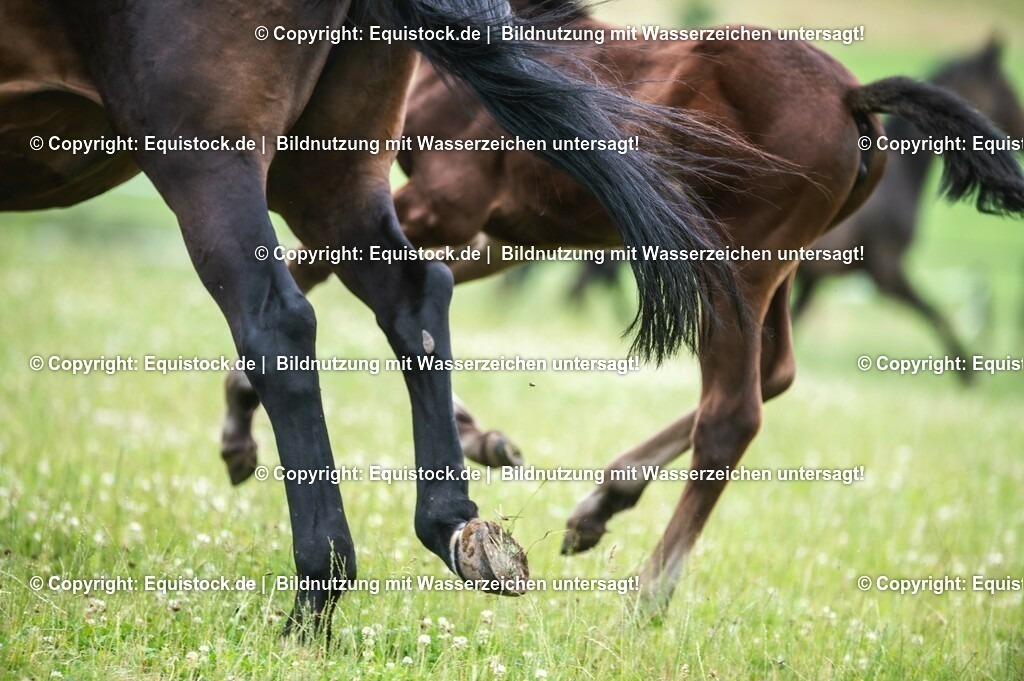 20210623_Fohlen_0477 | Foto: Thomas Hartig