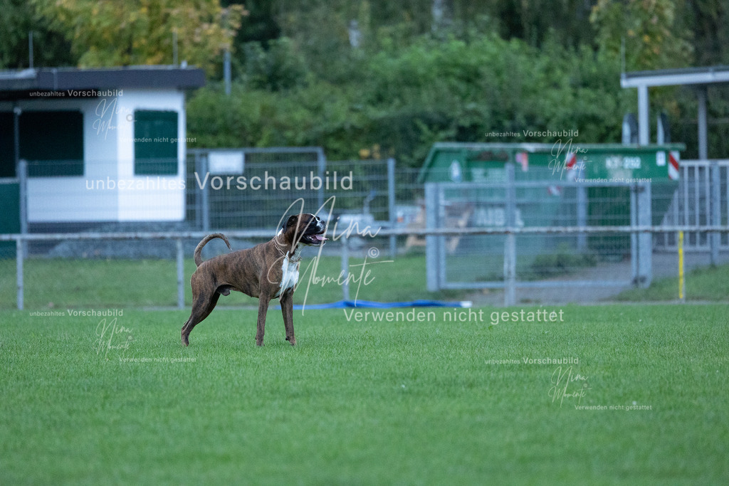 _16A4424 | Einzigartige Fotos von Hunden & Menschen –Actionfotos, Portraits, Vereinsaufnahmen & Paarshootings – authentisch, lebendig & mit Herz.