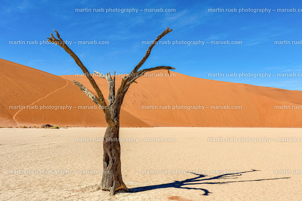 Peacefully grown | Lonely tree at deadvlei - Realisiert mit Pictrs.com
