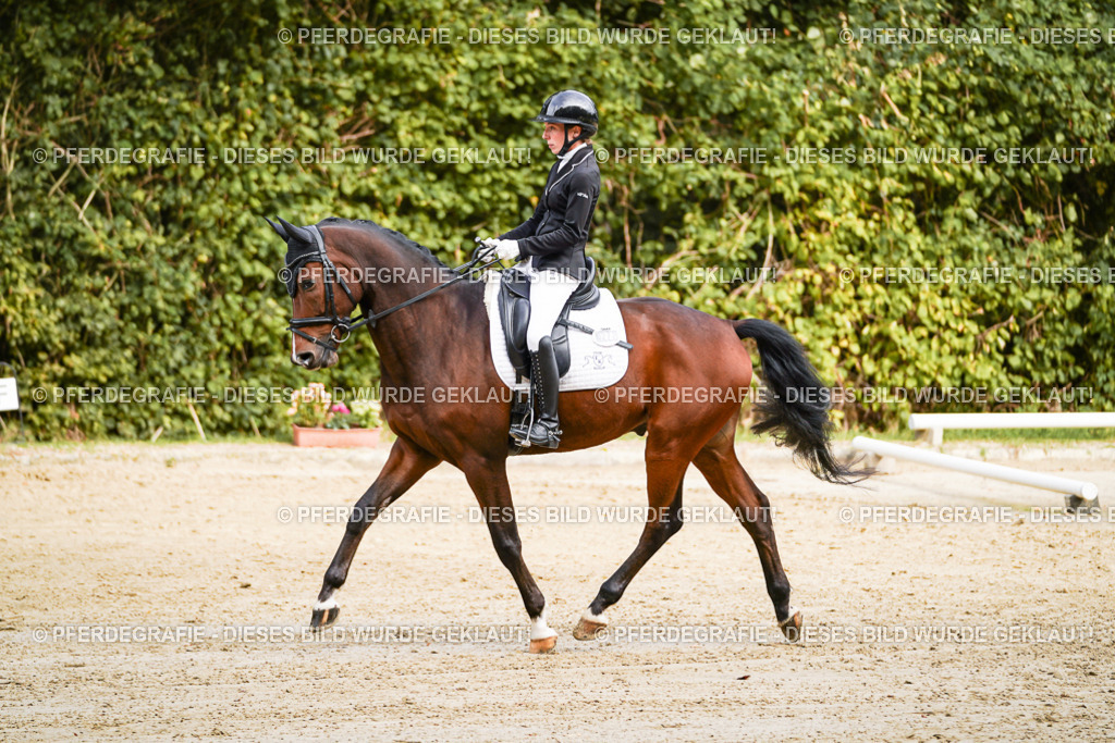 DSC09140 | Pferdegrafie