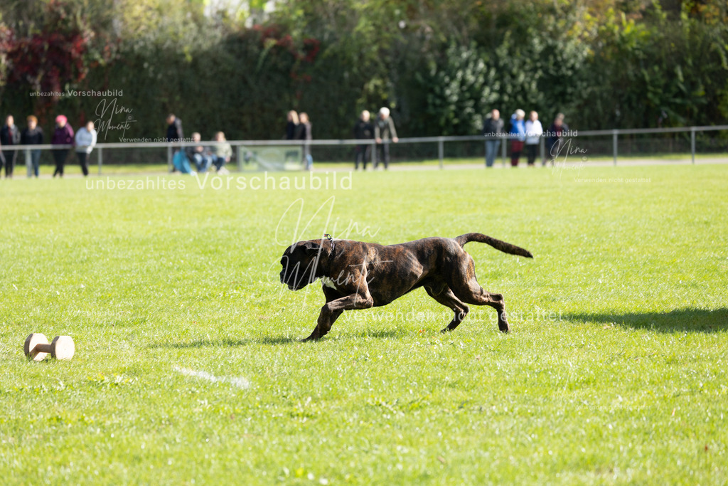 _16A6833 | Einzigartige Fotos von Hunden & Menschen –Actionfotos, Portraits, Vereinsaufnahmen & Paarshootings – authentisch, lebendig & mit Herz.