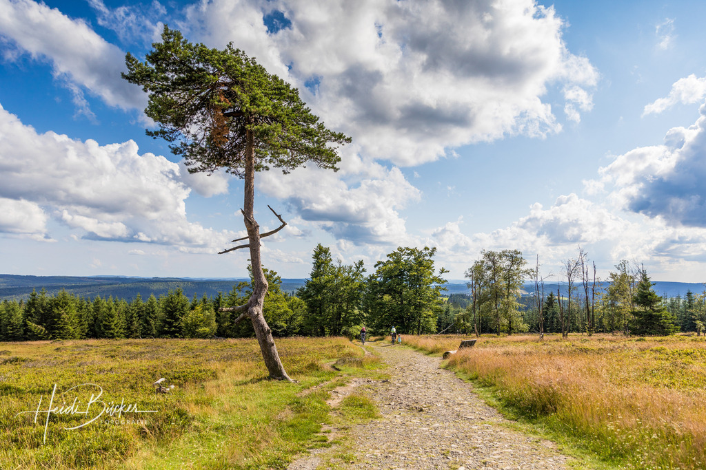 Alte Kiefer auf dem Kahlen Asten | Eine alte verkrüppelte Kiefer auf dem Kahlen Asten - Realisiert mit Pictrs.com