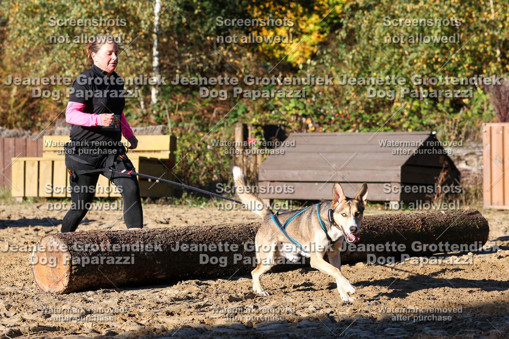 Dog Paparazzi - Strongdog 10-25-1491 | Dog Paparazzi Jeanette Grottendiek Fotografie & Videografie - Realisiert mit Pictrs.com