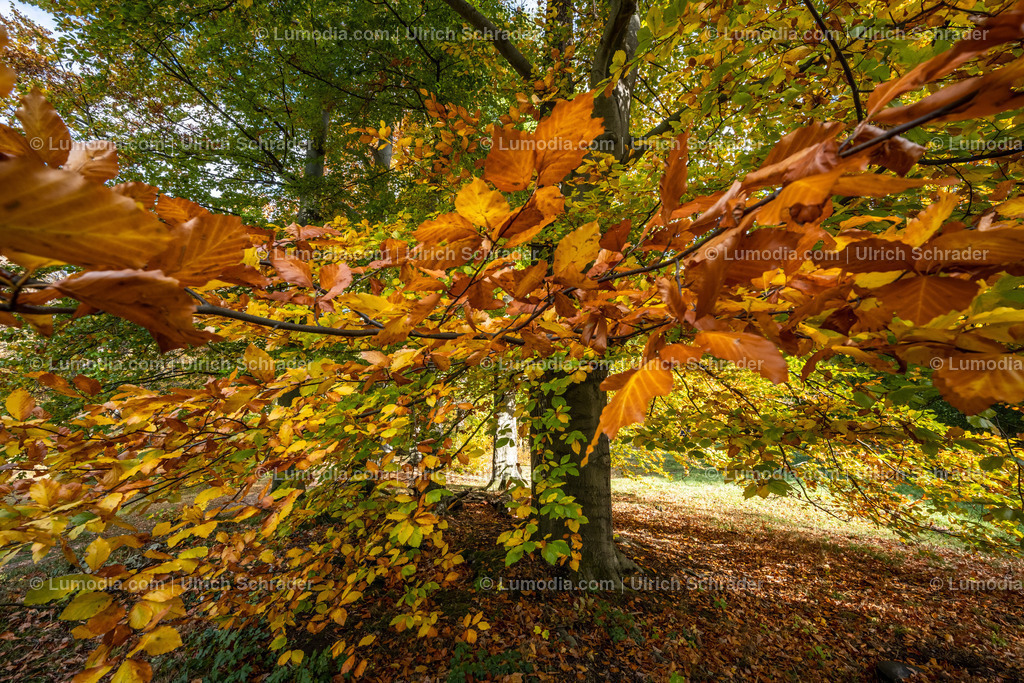 10049-12589 - Schloßpark Ilsenburg im Harz | Stockfoto und Bilderpool mit Bildmaterial aus Deutschland, dem Harz, Halberstadt, Quedlinburg, Wernigerode und weltweit. Qualitativ hochwertige und professionelle Fotos anschauen und kaufen. - Realisiert mit Pictrs.com