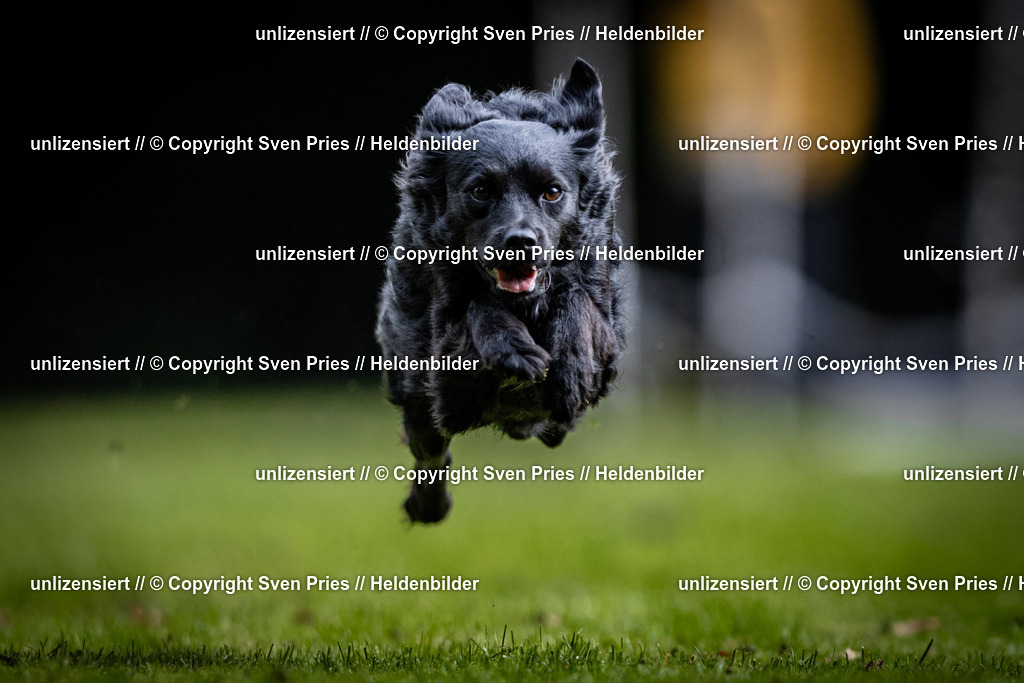 Sven Pries | 2025-10-03 - Hunderennen Obergrombach - Realisiert mit Pictrs.com
