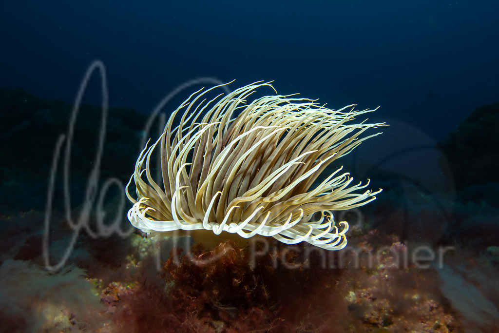 cerianthus membranaceus | DE: ZylinderroseEN: Cylinder anemoneES: Anémona tubo mediterráneaFR: Cérianthe de Méditerranée - Realisiert mit Pictrs.com