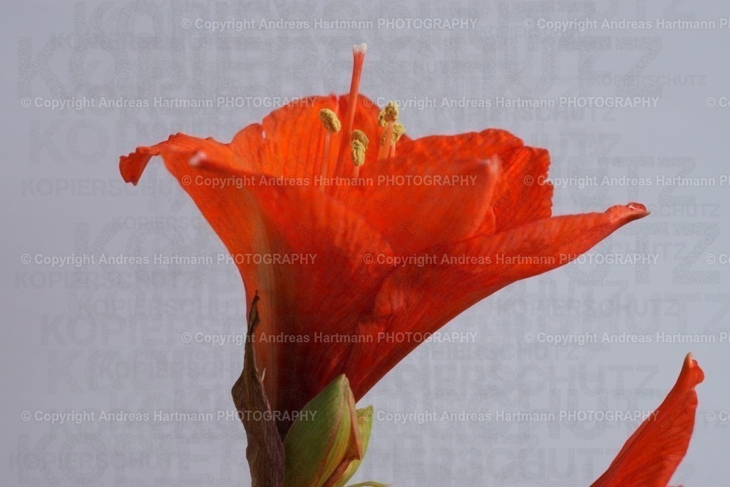 Blüte Amaryllis | Blüte Amaryllis - Realisiert mit Pictrs.com