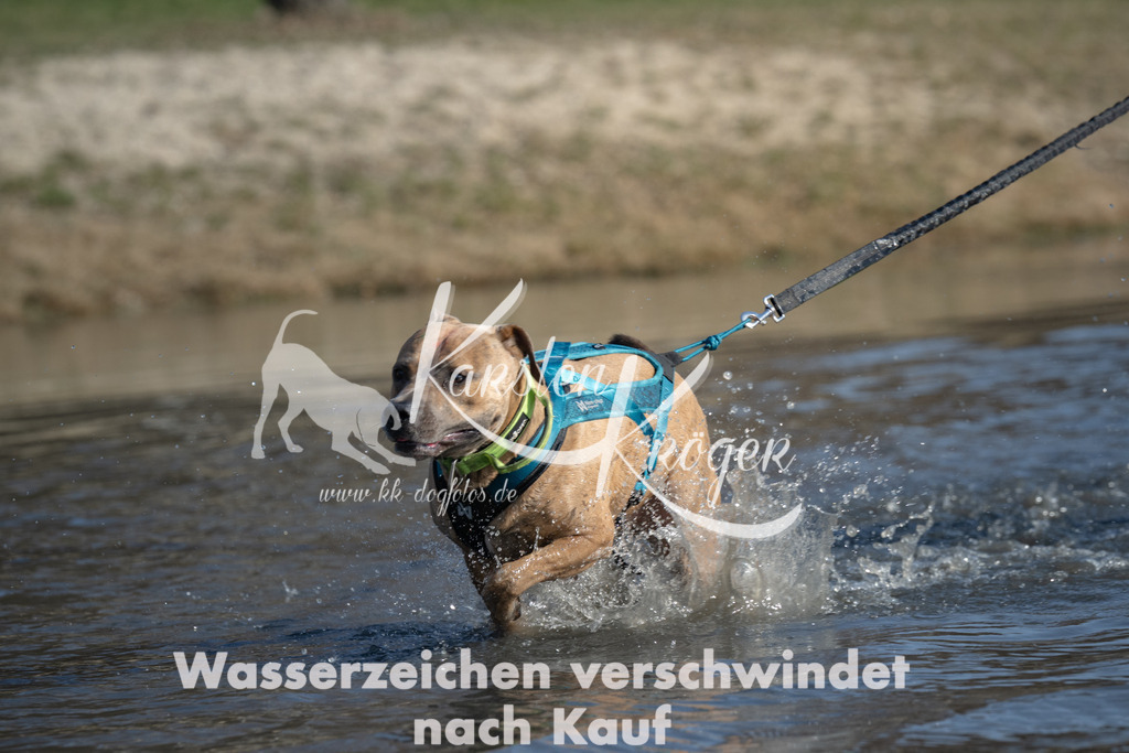 1405_ZZ99688 | kk-dogfotos