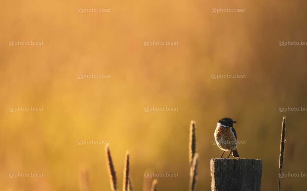 IMGC4755-2 | photobiest - Realisiert mit Pictrs.com
