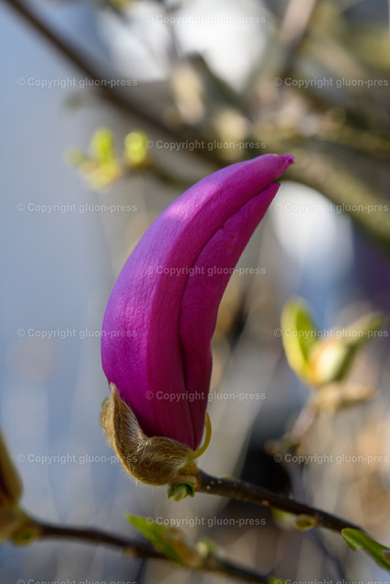 Foto-0018007 | gluon-press - Realisiert mit Pictrs.com