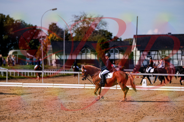 2026_10_03_Siefer-Hof_120050_Z81_03022443 | Professionelle Reitsport-, Turnier- und Eventfotografie von Robert Broda. Galerien mit ausgewählten und bearbeiteten Bildern direkt online ansehen und bestellen.