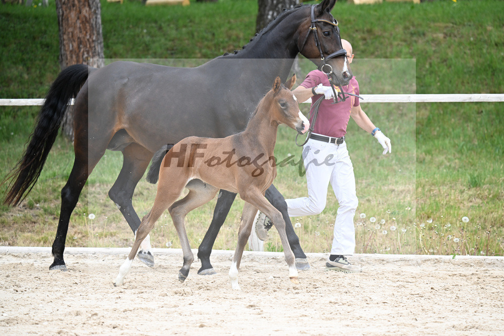 Kat-Nr. 28 SF Donkey Boss x Benetton Dream_Lechl_24260578 | hf-fotografie - Realisiert mit Pictrs.com