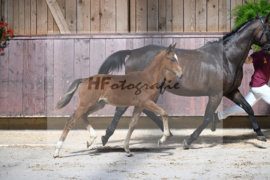 Kat-Nr. 12 Imperio x Decurio_SF_Gindhart_25250050 | hf-fotografie - Realisiert mit Pictrs.com