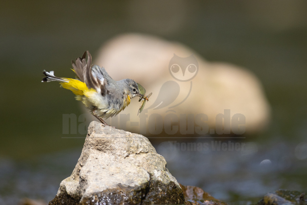 20220605091503 | Die Gebirgsstelze oder Bergstelze ist eine Singvogelart aus der Familie der Stelzen und Pieper. Die sehr langschwänzige, oberseits graue und unterseits intensiv gelbe Stelze besiedelt schnell fließende, meist bewaldete Gewässer und ernährt sich vorwiegend von Insekten und deren Larven. - Realisiert mit Pictrs.com