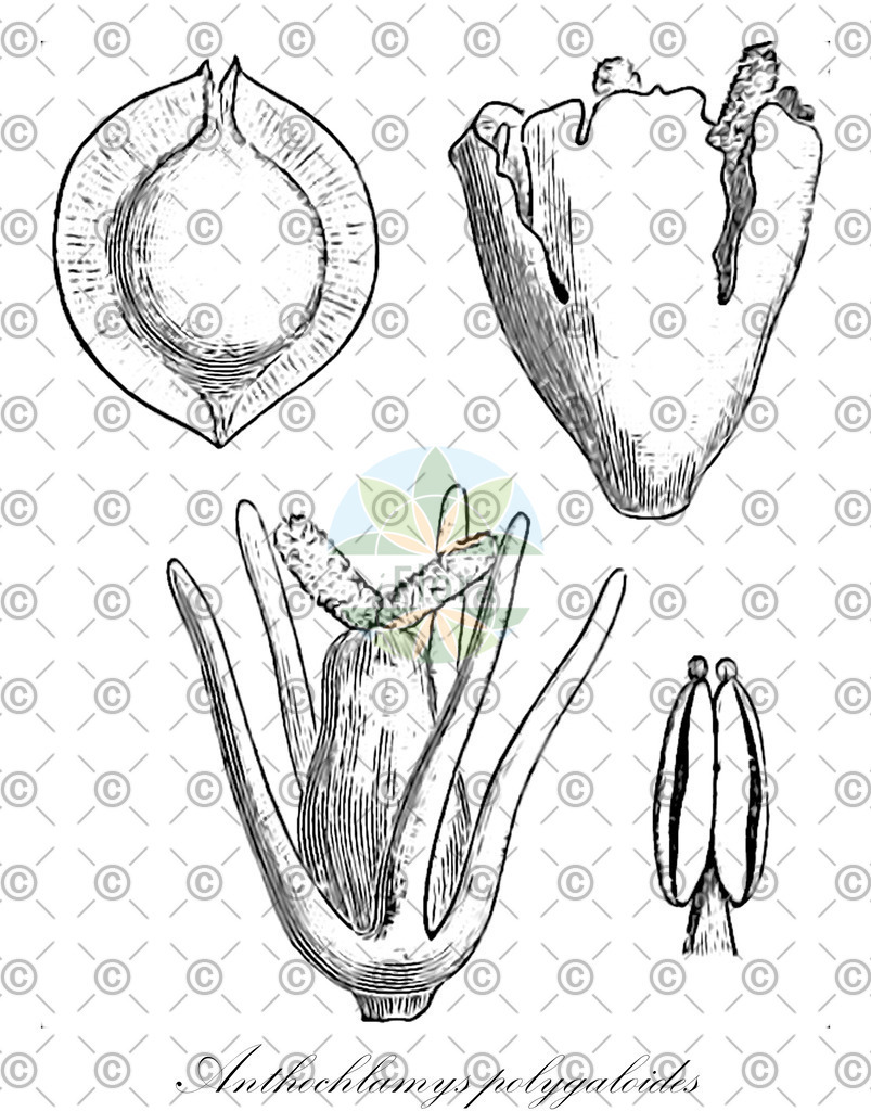 HistAbb_wfo-0000538501_1_ENZY_Simple | Historische Abbildung von Anthochlamys polygaloides - Amaranthaceae | Historical Illustration of Anthochlamys polygaloides - Amaranthaceae