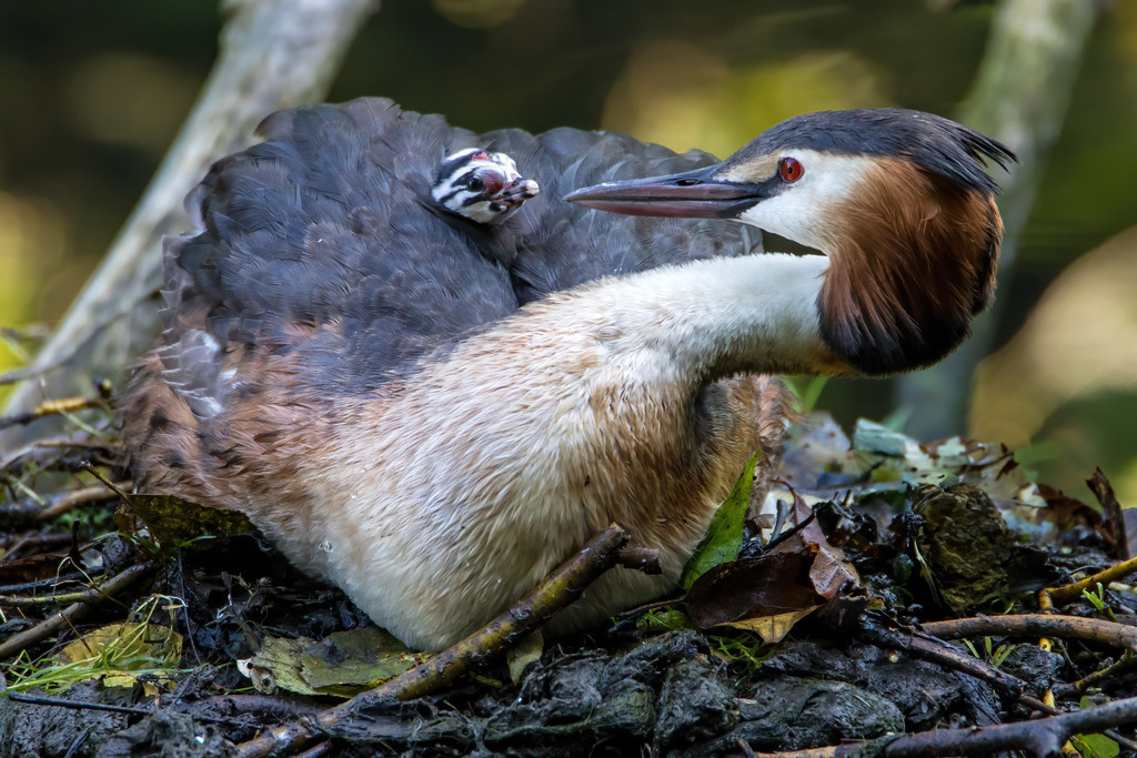 Wandbild - Haubentaucher Schutz und Geborgenheit | Ein Haubentaucher sitzt schützend auf seinem Nest, das aus Zweigen und Blättern am Ufer eines Gewässers gebaut ist. Unter seinem Gefieder lugt ein kleiner Küken hervor, der neugierig die Umgebung beobachtet. Der Haubentaucher hat ein charakteristisches schwarz-weißes Federkleid mit braunen Akzenten und eine auffällige Haube. Die Szene ist von natürlichem Licht durchflutet, was die Farben des Gefieders und der Umgebung intensiviert. Der Hintergrund ist verschwommen, wodurch der Fokus auf den Vogel und sein Junges gelenkt wird.