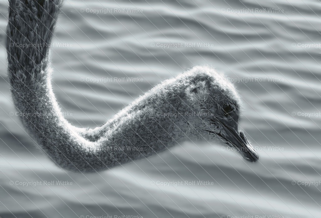 strauss suchend | Rolf Wittke  - Realisiert mit Pictrs.com