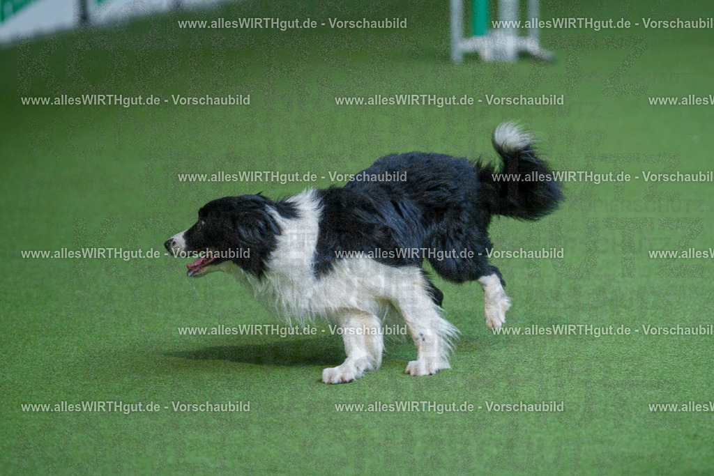 @allesWIRTHgut_Tierfotografie - www.allesWIRTHgut.de - 2604261531-7R505871 | Professionelle Tierfotografie in Mönchengladbach von Daniel Wirth (allesWIRTHgut). Liebevolle & natürliche Bilder von Hunden & Katzen für unvergessliche Erinnerungen.