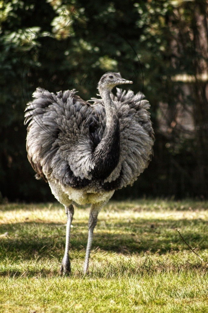 Nandu | only.this.little.world - Realisiert mit Pictrs.com