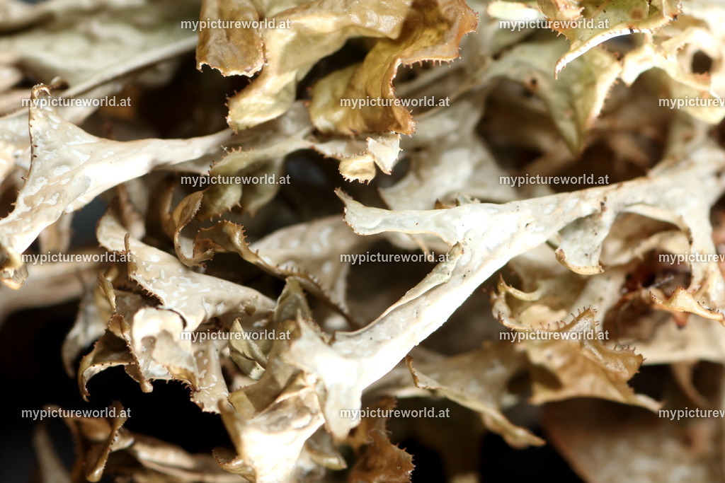 Isländisches Moos-001 | Das Bilderarchiv über Tiere, Planzen und Landschaften. In der Bilddatenbank finden Sie ein große Auswahl an hochwertigen Bilder für Ihre Werbung - Realized with Pictrs.com