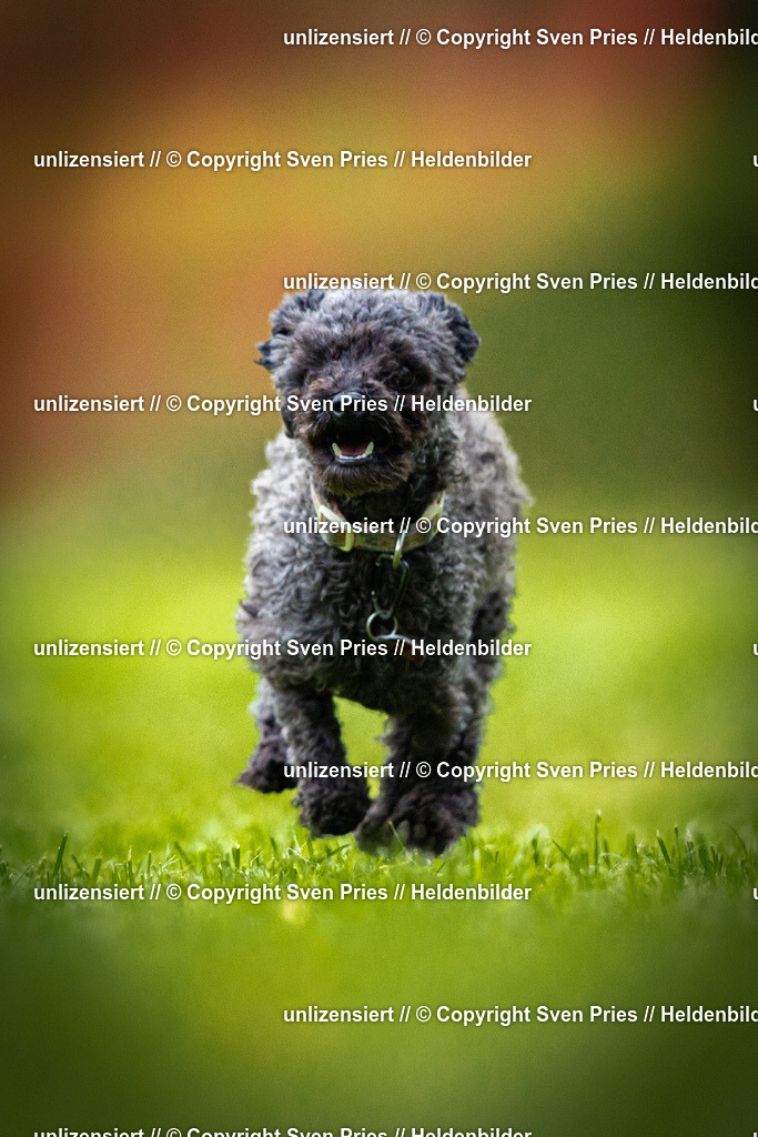 Sven Pries | 2025-09-21 - Hunderennen Baden-Oos - Realisiert mit Pictrs.com