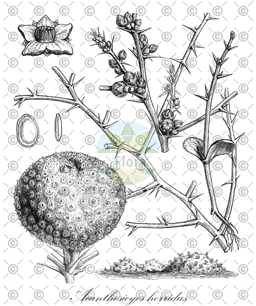 HistAbb_wfo-0000513768_1_ENZY_Simple | Historische Abbildung von Acanthosicyos horridus - Cucurbitaceae | Historical Illustration of Acanthosicyos horridus - Cucurbitaceae