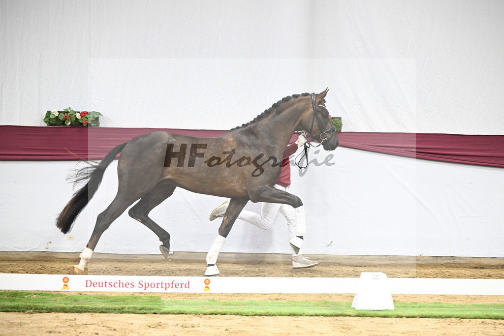 Kat-Nr. 63 Feliciano x Don Martillo_Michaela Rupp_47252414 | hf-fotografie - Realisiert mit Pictrs.com