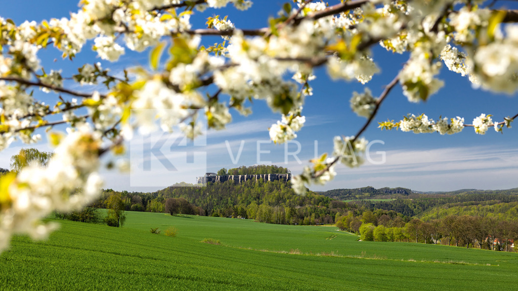 Wandbild-Pano-Festung-Koenigstein-Fruehling-0U3A1972 | Der Frühling zieht ein – Festung Königstein in der Sächsischen Schweiz - Realisiert mit Pictrs.com