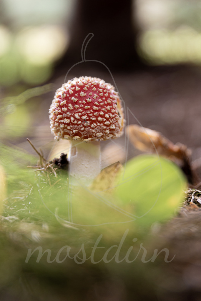 Fliegenpilz | Bei Veröffentlichung des Bildes ist eine Namensnennung wie folgt erforderlich: 
Foto: Mostdirn Irmgard Wieser - Realisiert mit Pictrs.com