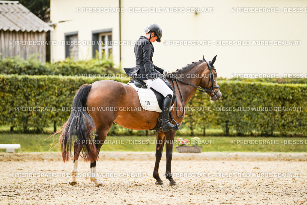 DSC01138 | Pferdegrafie