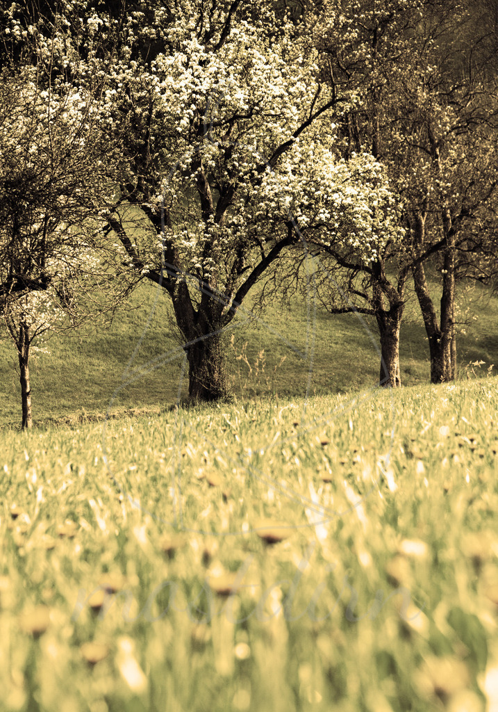 Birnbaumblüte  | Bei Veröffentlichung des Bildes ist eine Namensnennung wie folgt erforderlich: 
Foto: Mostdirn Irmgard Wieser - Realisiert mit Pictrs.com