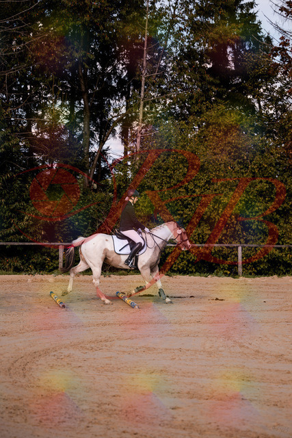 2026_10_03_Siefer-Hof_144156_Z81_14473524 | Professionelle Reitsport-, Turnier- und Eventfotografie von Robert Broda. Galerien mit ausgewählten und bearbeiteten Bildern direkt online ansehen und bestellen.