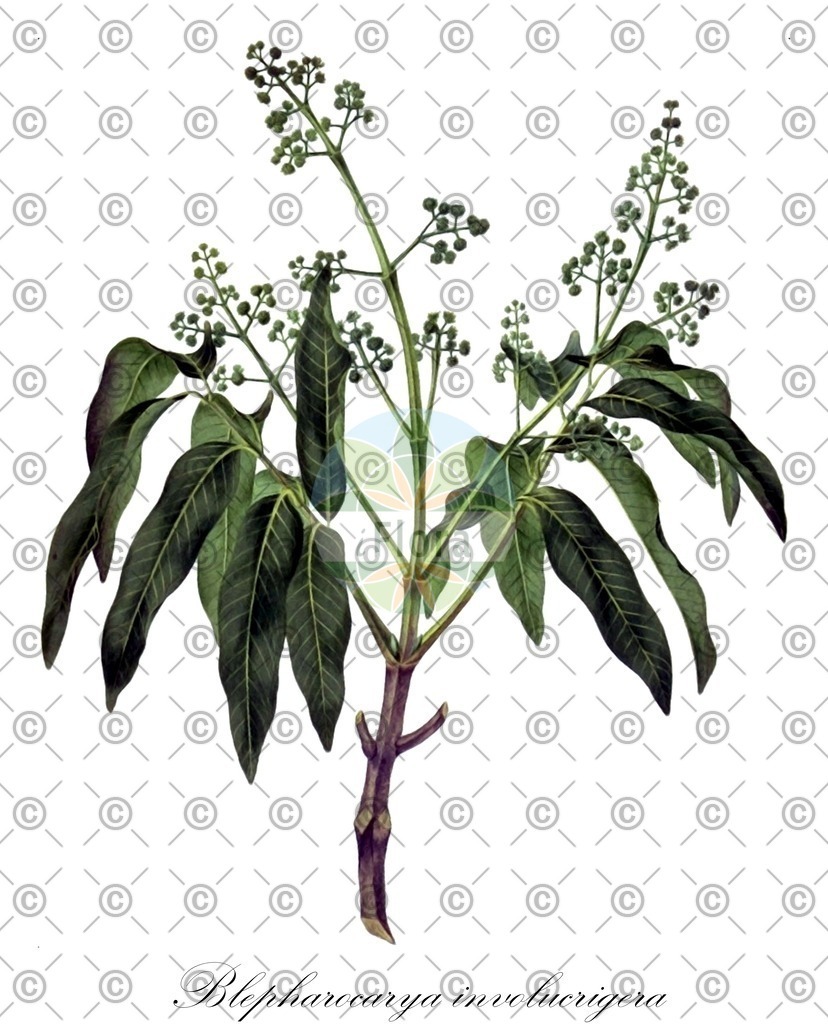 HistAbb_wfo-0000566827_1_ENZY_Simple | Historische Abbildung von Blepharocarya involucrigera - Anacardiaceae | Historical Illustration of Blepharocarya involucrigera - Anacardiaceae