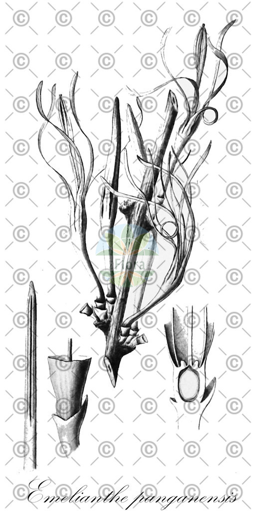 HistAbb_EMP_27700_1_SIMPLE | Historische Abbildung von Emelianthe panganensis - Loranthaceae | Historical Illustration of Emelianthe panganensis - Loranthaceae