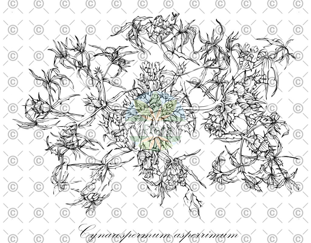 HistAbb_wfo-0001181691_1_ENZY_Simple | Historische Abbildung von Cynarospermum asperrimum - Acanthaceae | Historical Illustration of Cynarospermum asperrimum - Acanthaceae