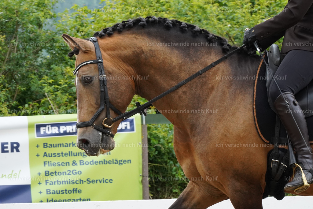 KlasseE_Lucie539 | working equitationturnier fotograf videograf stoibphotography marixx film working equitation deutschland reitsport turnierfotografie eventfotografie equestrian events