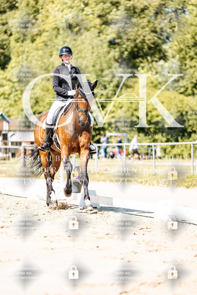 CK905227 | Turnierfotografie Pferdefotografie Trier Rheinland-Pfalz Pferdesport Reitsport Tierfotografie Sportfotografie Pferdevideo Pferdevideografie Equestrianvideography equestrianphotography  - Realisiert mit Pictrs.com