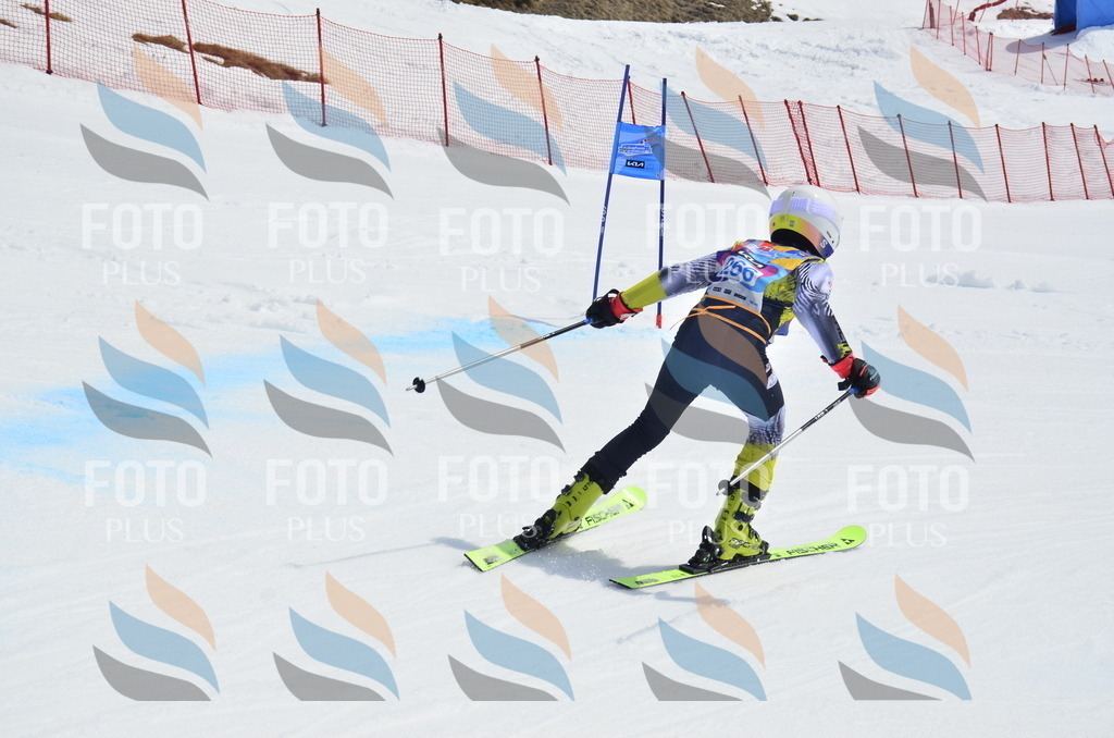 _ELE1988 | holidayphoto