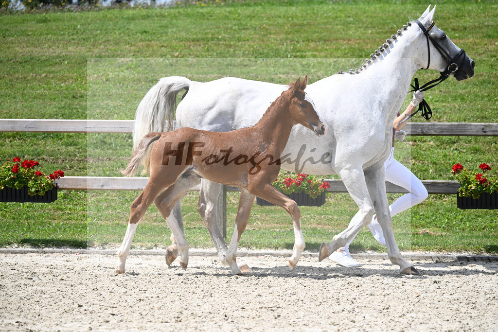 Ben Benicio x Lago d Oro_HF_Goeth_29240544 | hf-fotografie - Realisiert mit Pictrs.com