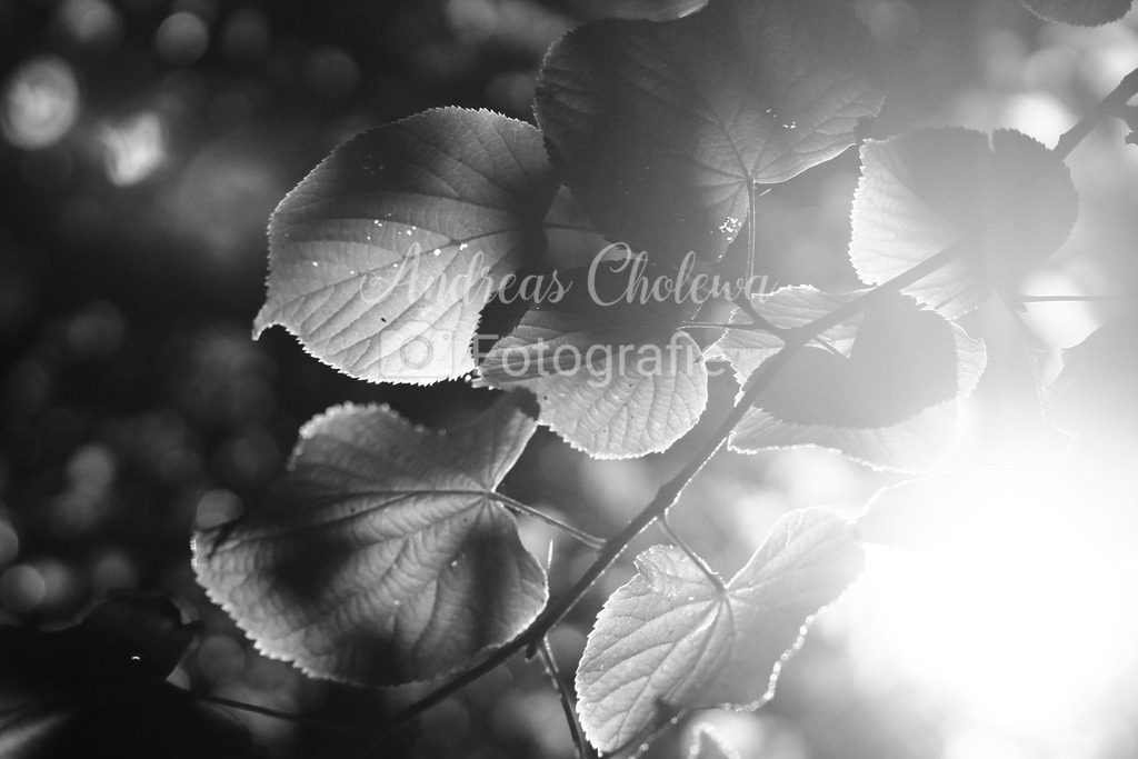 IMG_1887 | Der Onlineshop für malerische Fotografien aus dem Landkreis Vechta✅ Premium Druck auf Leinwand✅ Acryl✅ oder Alu-Dibond✅➤Jetzt Bestellen! - Realisiert mit Pictrs.com