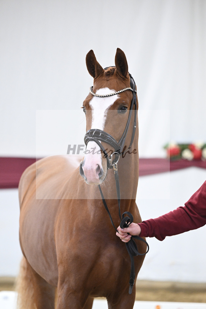 Kat-Nr. 24 Escanto PS x Feinrich_Tobias Sesselmann u Lea Dressel_47250747 | hf-fotografie - Realizzato con Pictrs.com