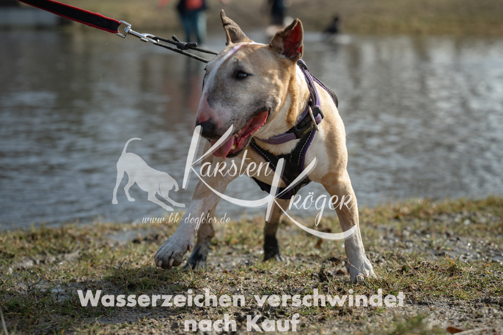 1238_ZZ91194 | kk-dogfotos
