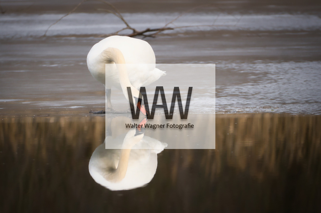 WWW02370 | walter-wagner-fotografie